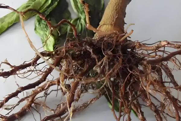 蔬菜病害症状,一般有变色、斑点、腐烂等表现