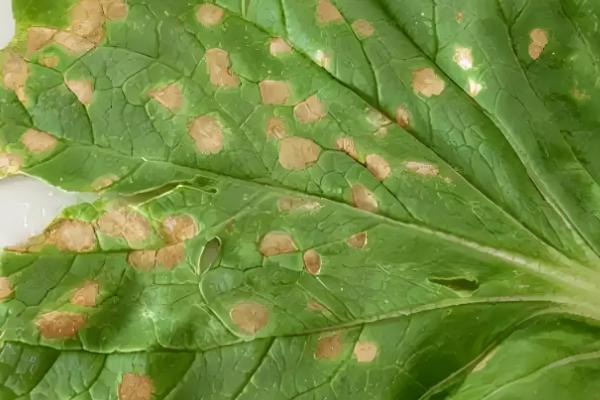 蔬菜病害症状,一般有变色、斑点、腐烂等表现