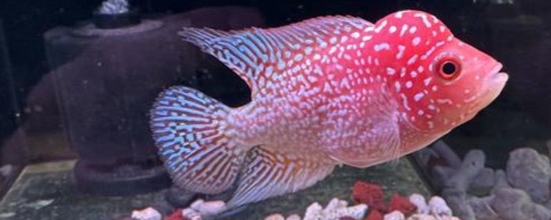 罗汉鱼不起头的原因，可能是营养不足所致