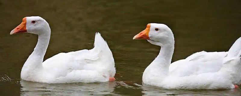 家养鹅的飞行高度，通常仅为1-3米左右