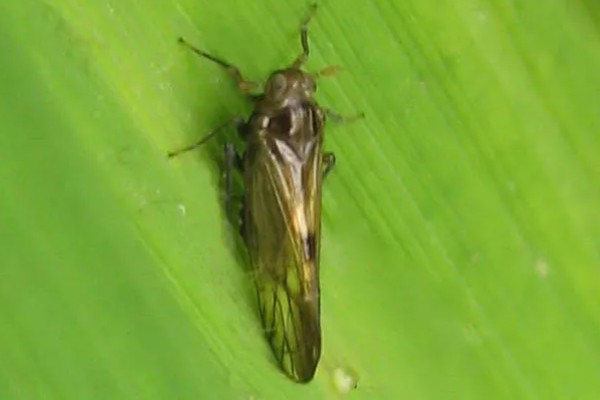 怎么防治稻螟虫,清除杂草可减少虫源