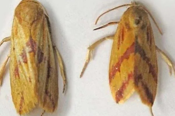 怎么防治稻螟虫,清除杂草可减少虫源