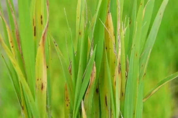 怎么防治稻螟虫,清除杂草可减少虫源