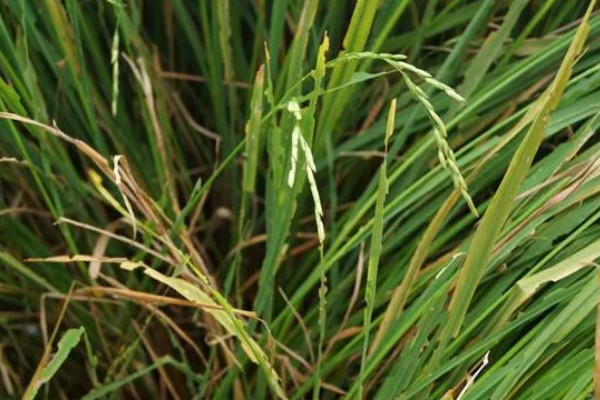 怎么防治稻螟虫,清除杂草可减少虫源