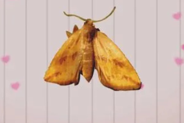 怎么防治稻螟虫,清除杂草可减少虫源