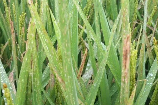 怎么防治稻螟虫,清除杂草可减少虫源