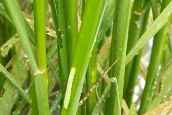 怎么防治稻螟虫,清除杂草可减少虫源