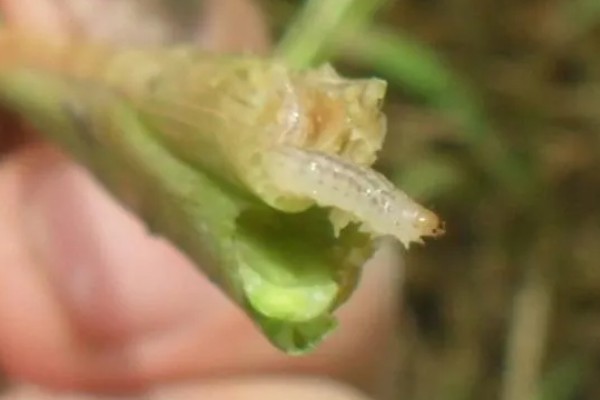 怎么防治稻螟虫,清除杂草可减少虫源