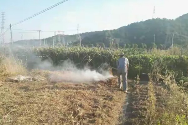 怎么防治稻螟虫,清除杂草可减少虫源