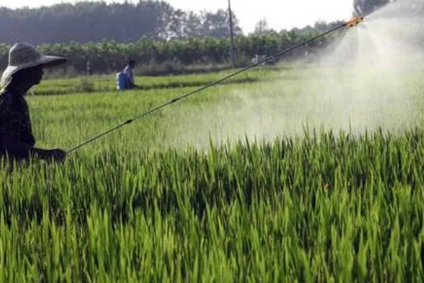 怎么防治稻螟虫,清除杂草可减少虫源