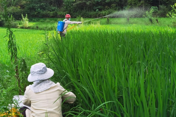 怎么防治稻螟虫,清除杂草可减少虫源