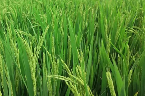 怎么防治稻螟虫,清除杂草可减少虫源