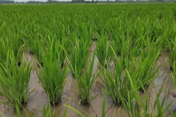 怎么防治稻螟虫,清除杂草可减少虫源