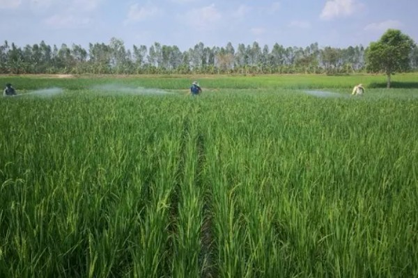 怎么防治稻螟虫,清除杂草可减少虫源