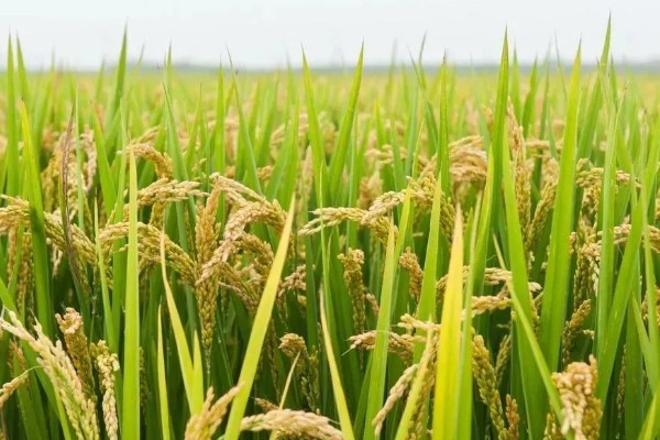 怎么防治稻螟虫,清除杂草可减少虫源