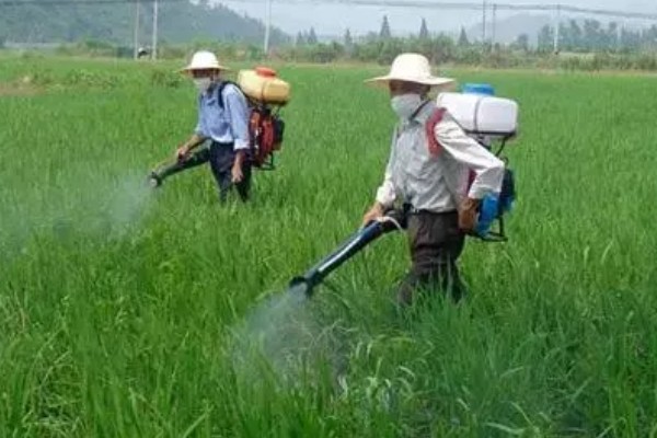 怎么防治稻螟虫,清除杂草可减少虫源