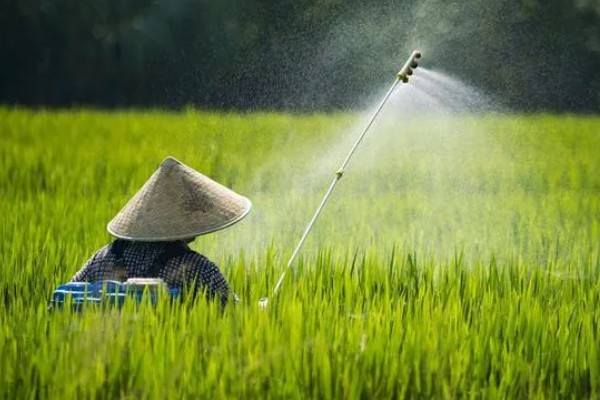 怎么防治稻螟虫,清除杂草可减少虫源