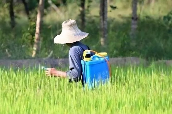 怎么防治稻螟虫,清除杂草可减少虫源