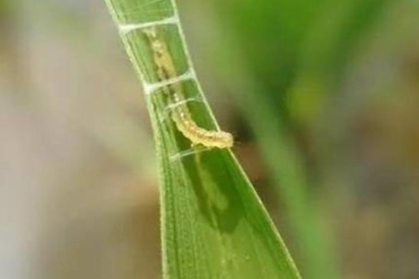 稻纵卷叶螟的防治方式，以下药物均能起到防治效果