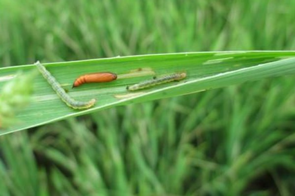 稻纵卷叶螟的防治方式，以下药物均能起到防治效果