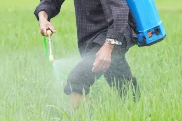 稻纵卷叶螟的防治方式，以下药物均能起到防治效果