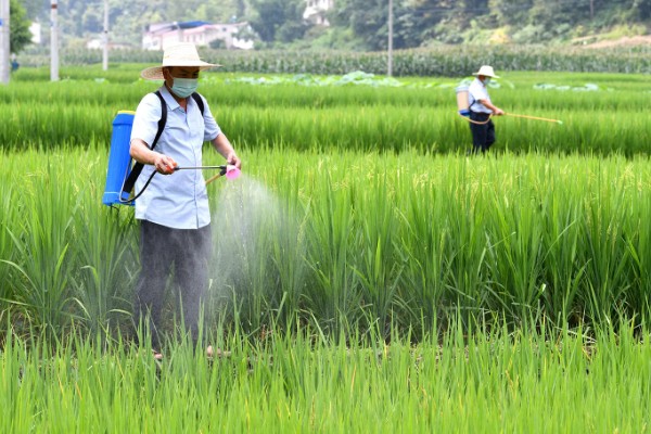 稻纵卷叶螟的防治方式，以下药物均能起到防治效果