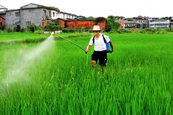 稻纵卷叶螟的防治方式，以下药物均能起到防治效果