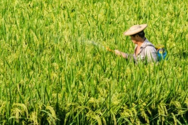 稻纵卷叶螟的防治方式，以下药物均能起到防治效果