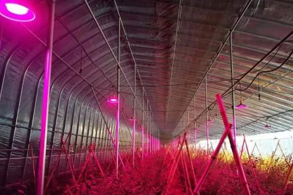 诱杀农业害虫的方法,可采取灯光诱杀、毒饵诱杀等方式