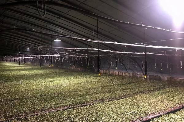 诱杀农业害虫的方法,可采取灯光诱杀、毒饵诱杀等方式