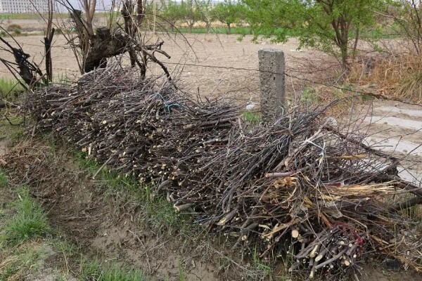 诱杀农业害虫的方法,可采取灯光诱杀、毒饵诱杀等方式