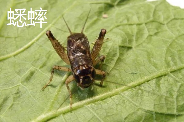 诱杀农业害虫的方法,可采取灯光诱杀、毒饵诱杀等方式