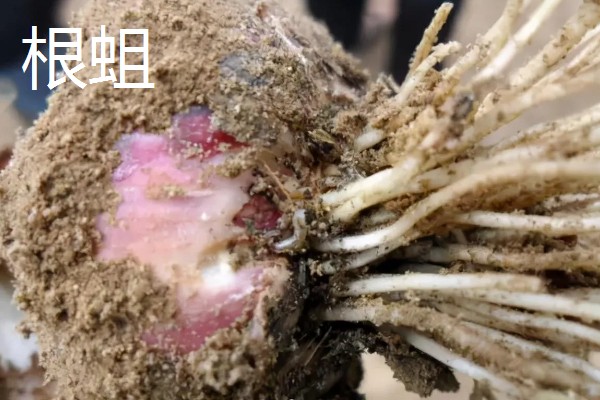 诱杀农业害虫的方法,可采取灯光诱杀、毒饵诱杀等方式