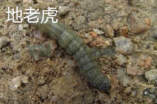 诱杀农业害虫的方法,可采取灯光诱杀、毒饵诱杀等方式