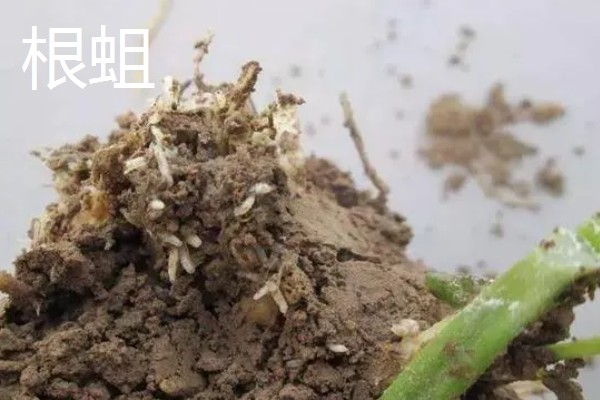 诱杀农业害虫的方法,可采取灯光诱杀、毒饵诱杀等方式