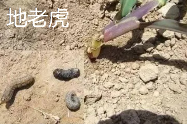 诱杀农业害虫的方法,可采取灯光诱杀、毒饵诱杀等方式