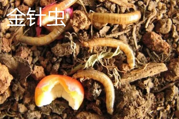 诱杀农业害虫的方法,可采取灯光诱杀、毒饵诱杀等方式