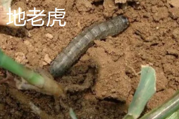 诱杀农业害虫的方法,可采取灯光诱杀、毒饵诱杀等方式