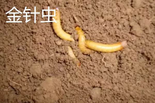 诱杀农业害虫的方法,可采取灯光诱杀、毒饵诱杀等方式