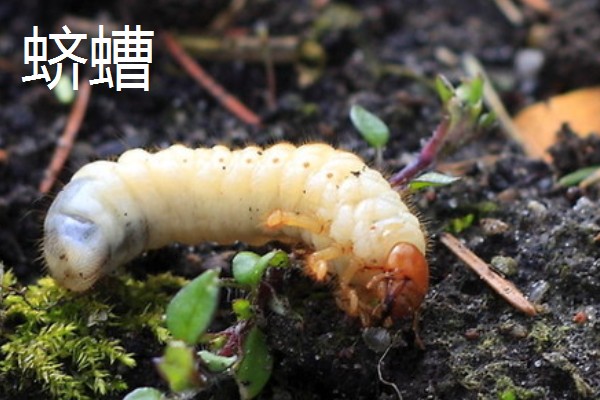 诱杀农业害虫的方法,可采取灯光诱杀、毒饵诱杀等方式