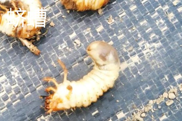 诱杀农业害虫的方法,可采取灯光诱杀、毒饵诱杀等方式