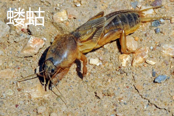 诱杀农业害虫的方法,可采取灯光诱杀、毒饵诱杀等方式