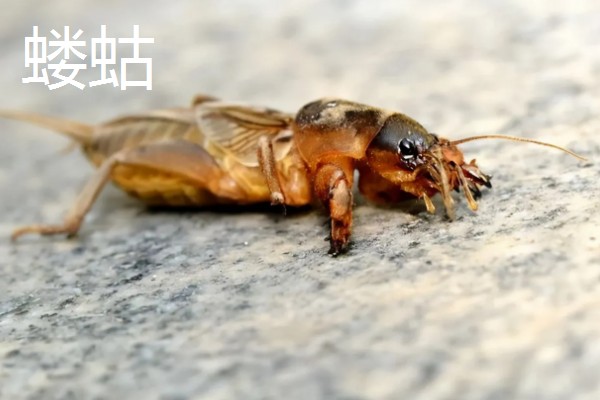 诱杀农业害虫的方法,可采取灯光诱杀、毒饵诱杀等方式