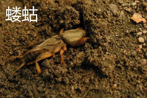 诱杀农业害虫的方法,可采取灯光诱杀、毒饵诱杀等方式