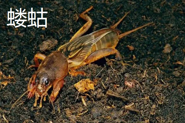 诱杀农业害虫的方法,可采取灯光诱杀、毒饵诱杀等方式