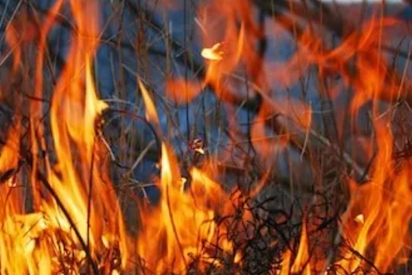 诱杀农业害虫的方法,可采取灯光诱杀、毒饵诱杀等方式