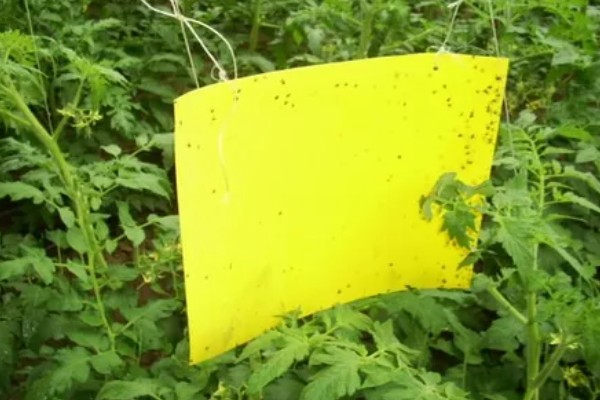 诱杀农业害虫的方法,可采取灯光诱杀、毒饵诱杀等方式