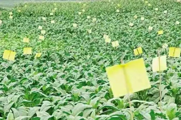 诱杀农业害虫的方法,可采取灯光诱杀、毒饵诱杀等方式