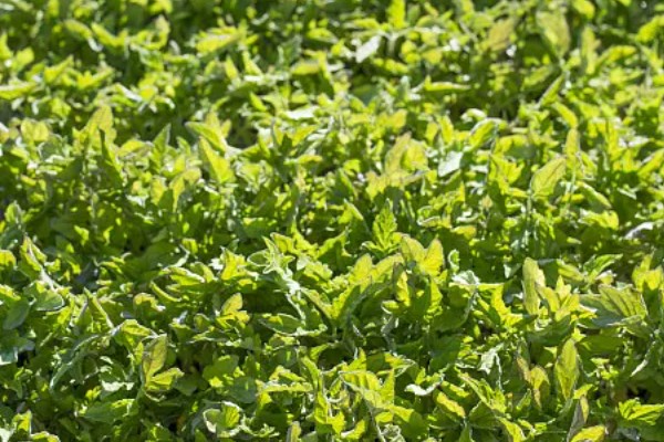 诱杀农业害虫的方法,可采取灯光诱杀、毒饵诱杀等方式