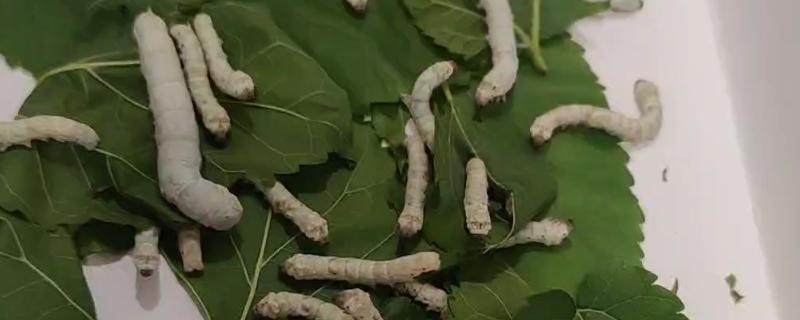 养蚕的方法，先准备一个无异味的纸盒